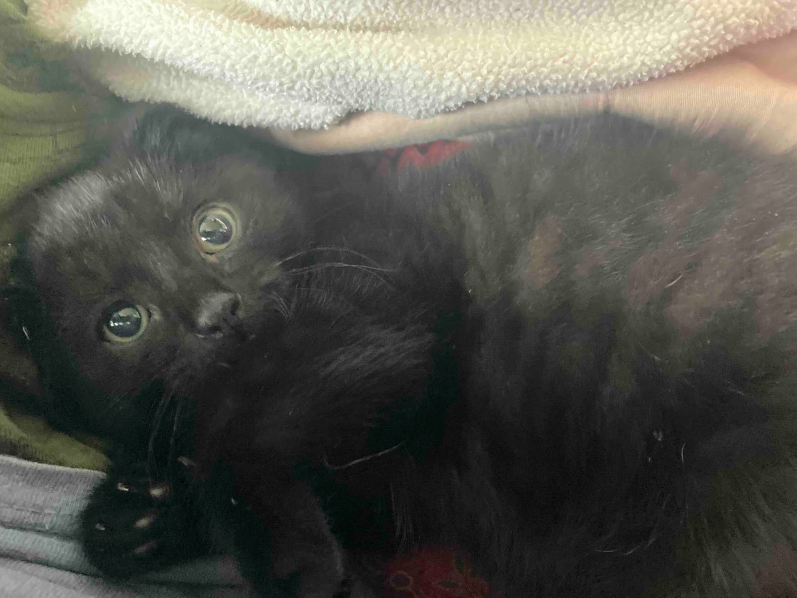 What My Cat Taught Me About Trauma