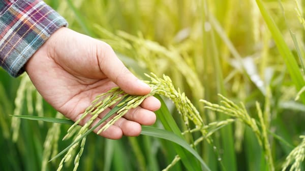 The Philosophy of Natural Wisdom: Reclaiming Simply Being