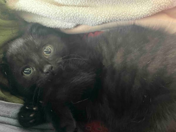 What My Cat Taught Me About Trauma
